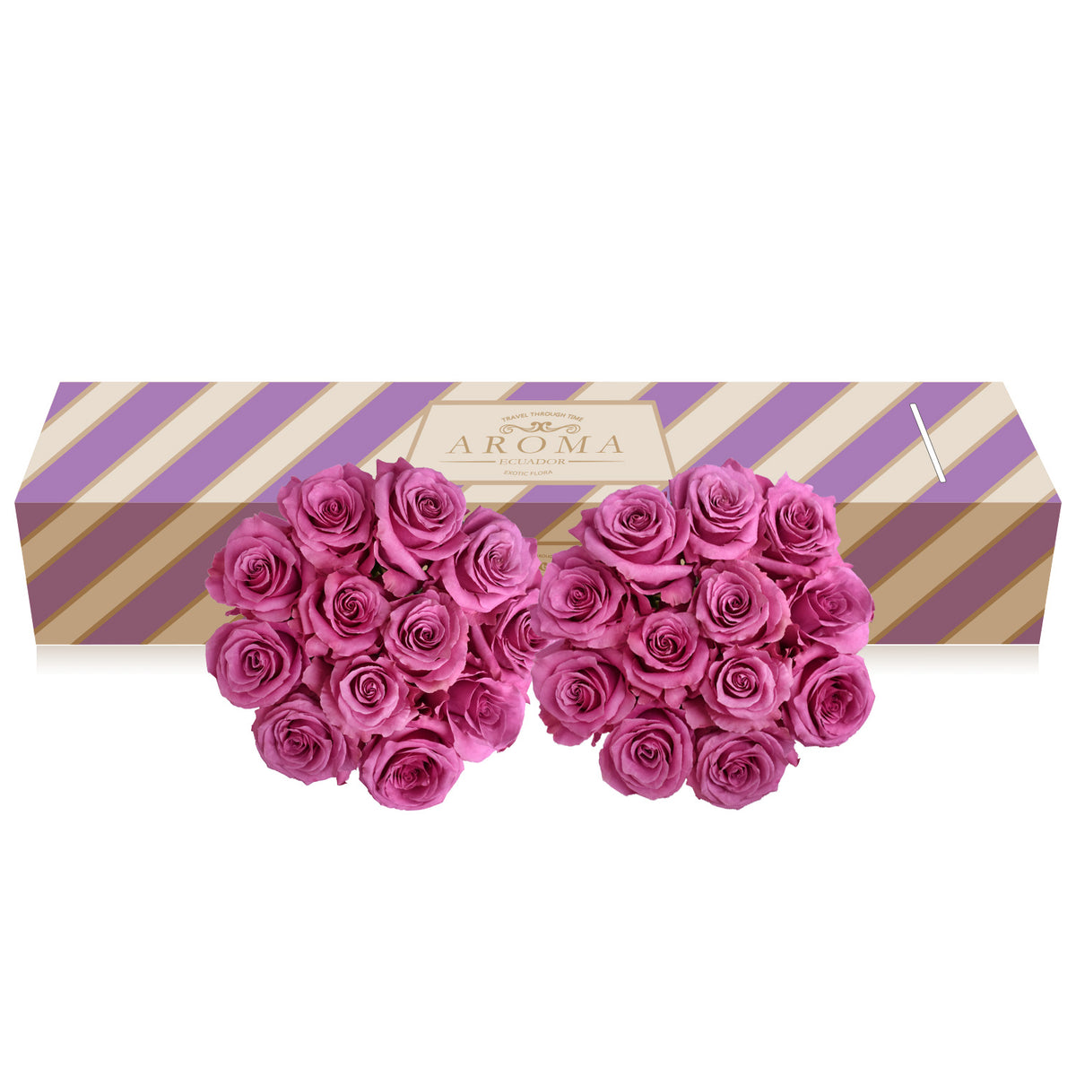 Lavender Roses