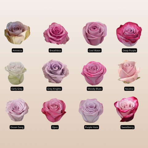 Lavender Assorted Roses