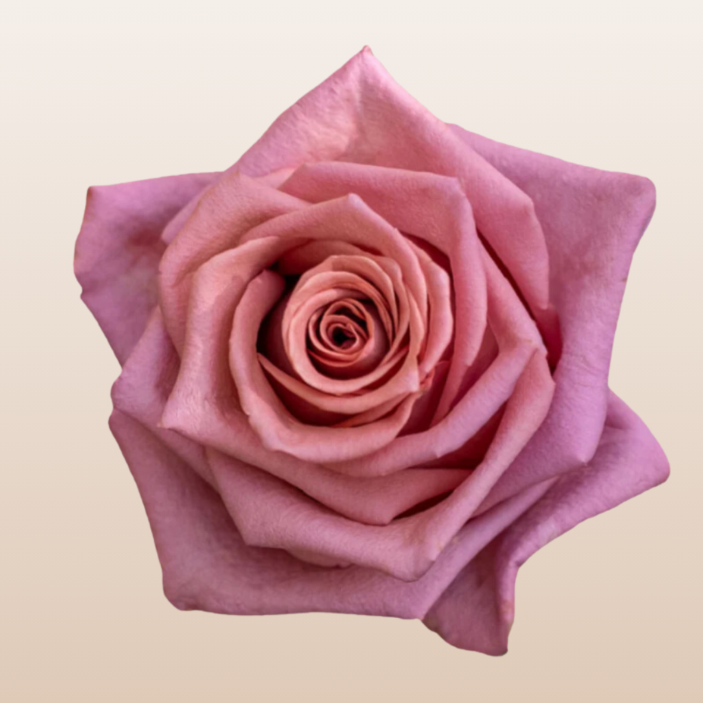 Barista Roses