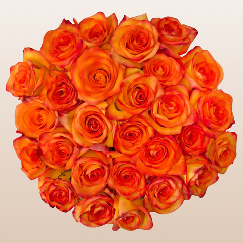 Bicolor Yellow/Orange Roses