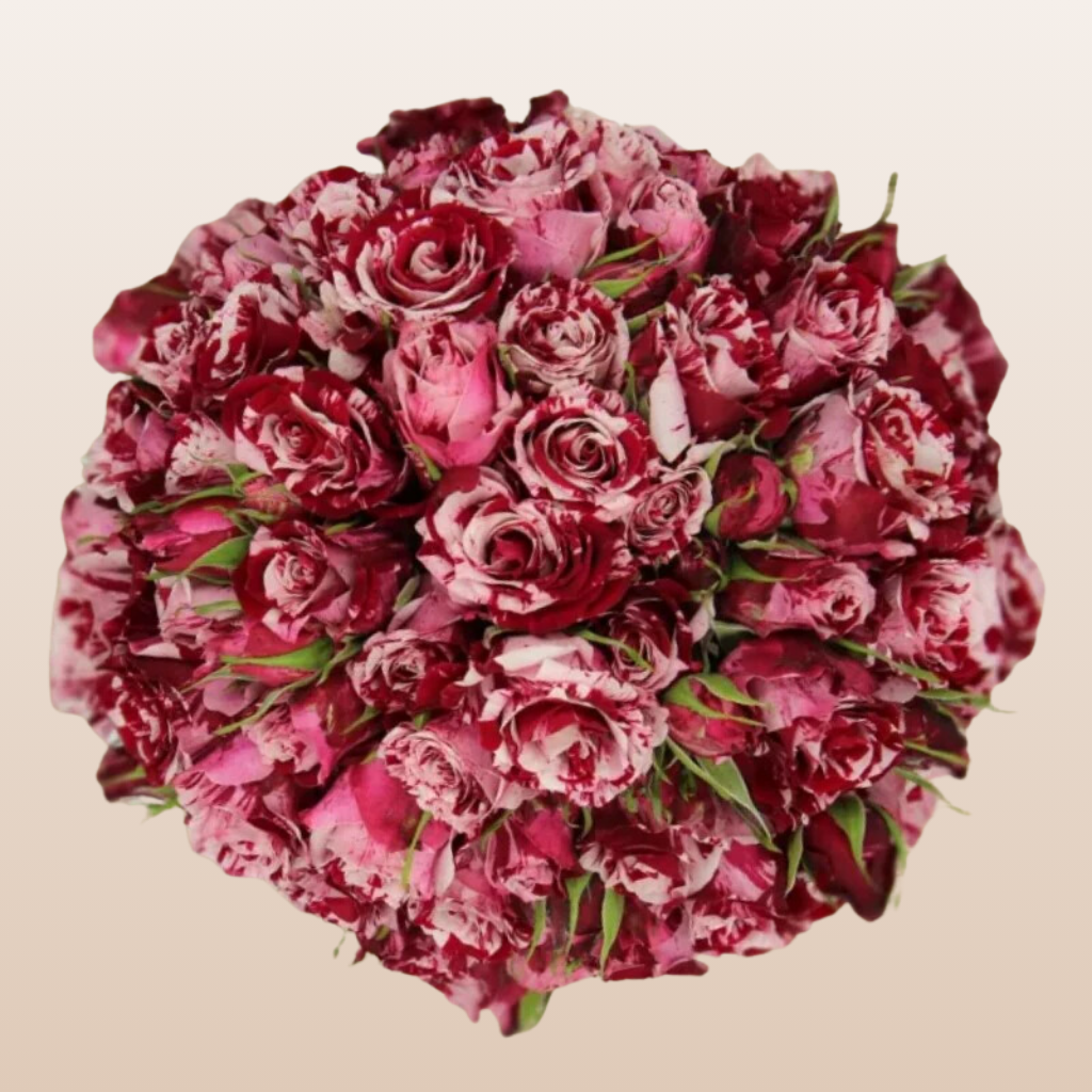 Crazy Rosever Bicolor Spray Roses