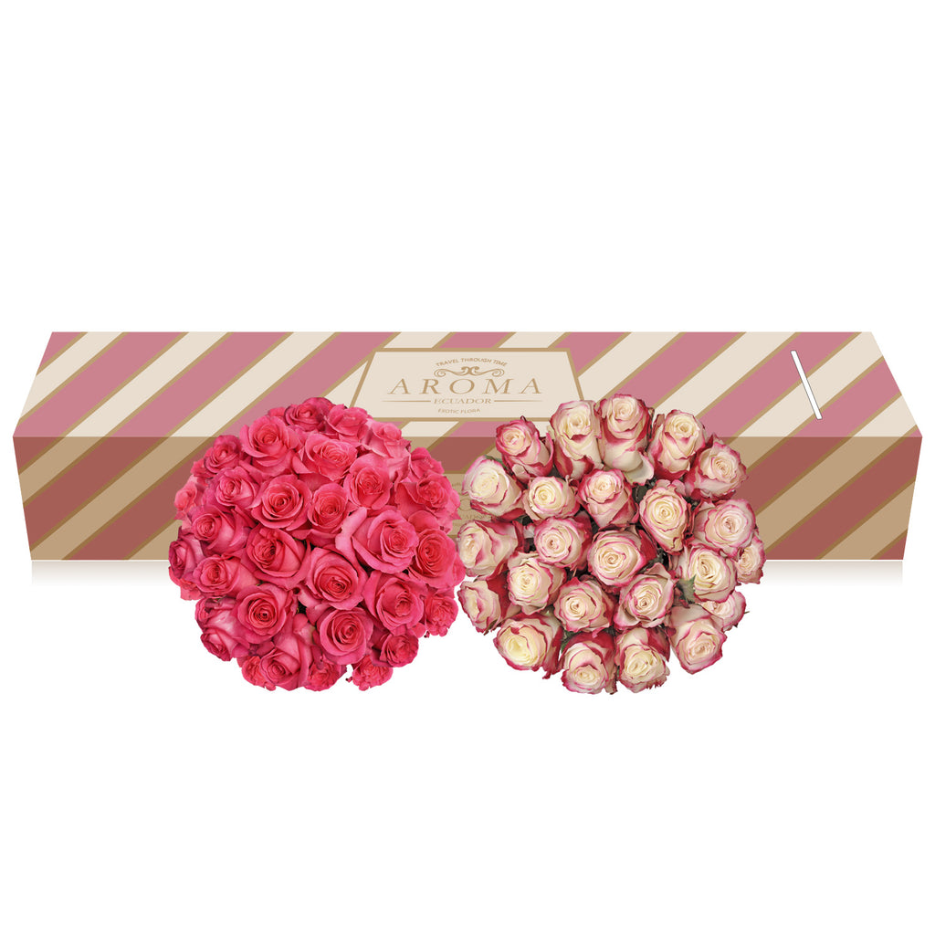 Duo Hot pink - Bicolor Pink Roses