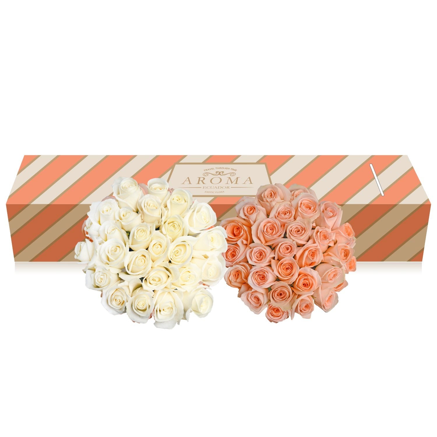 Duo Peach - White Roses
