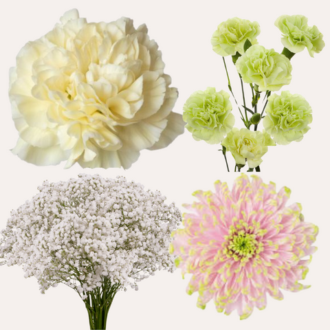 DIY Floral Combo Box #6 -Babys Breath, Minami Carnations, Mini Carns & Cremons -PK 116 Stems.