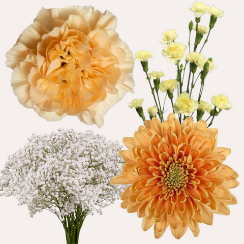 DIY Floral Combo Box #6 -Babys Breath, Minami Carnations, Mini Carns & Cremons -PK 116 Stems.