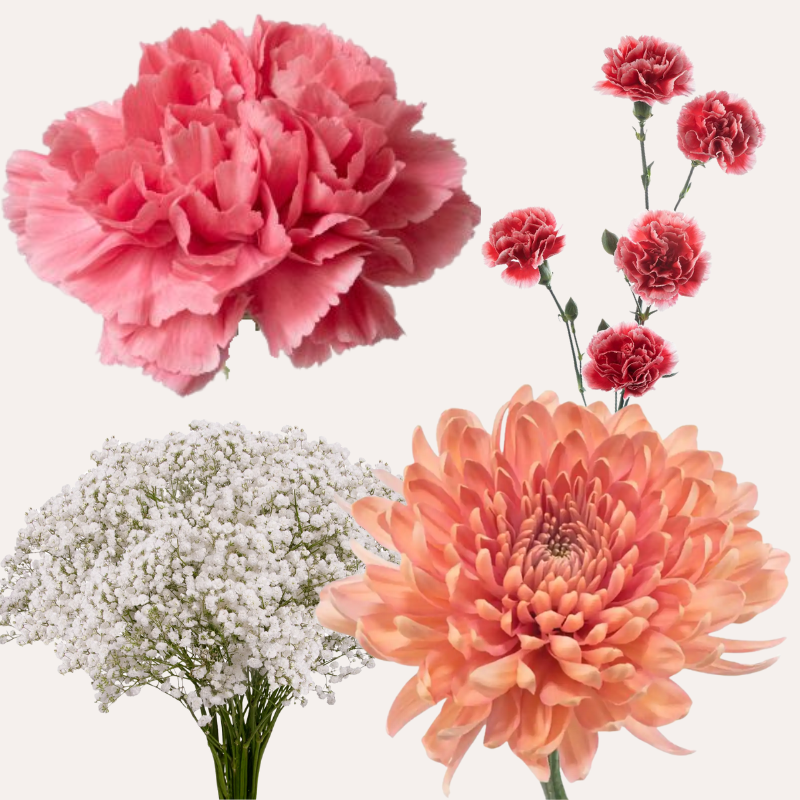 DIY Floral Combo Box #6 -Babys Breath, Minami Carnations, Mini Carns & Cremons -PK 116 Stems.