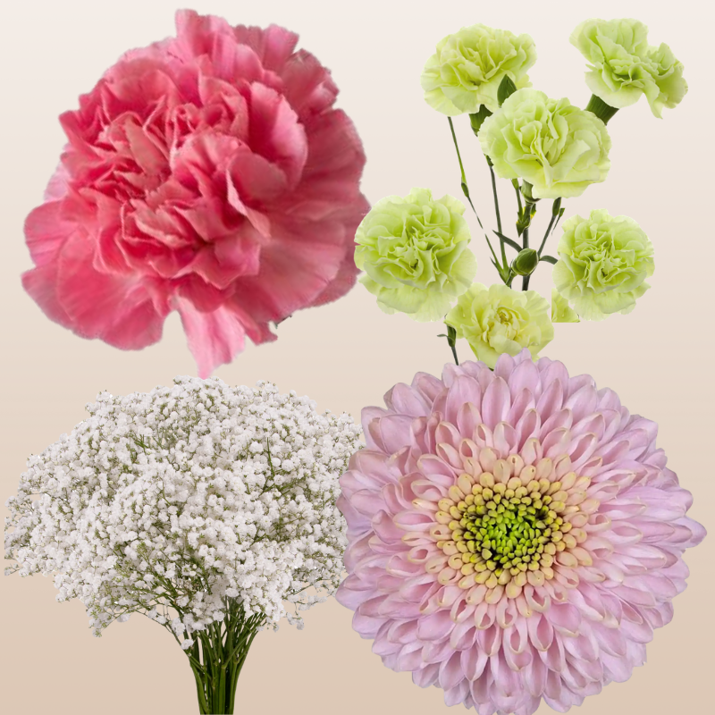 DIY Floral Combo Box #6 -Babys Breath, Minami Carnations, Mini Carns & Cremons -PK 116 Stems.