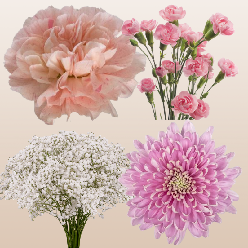 DIY Floral Combo Box #6 -Babys Breath, Minami Carnations, Mini Carns & Cremons -PK 116 Stems.
