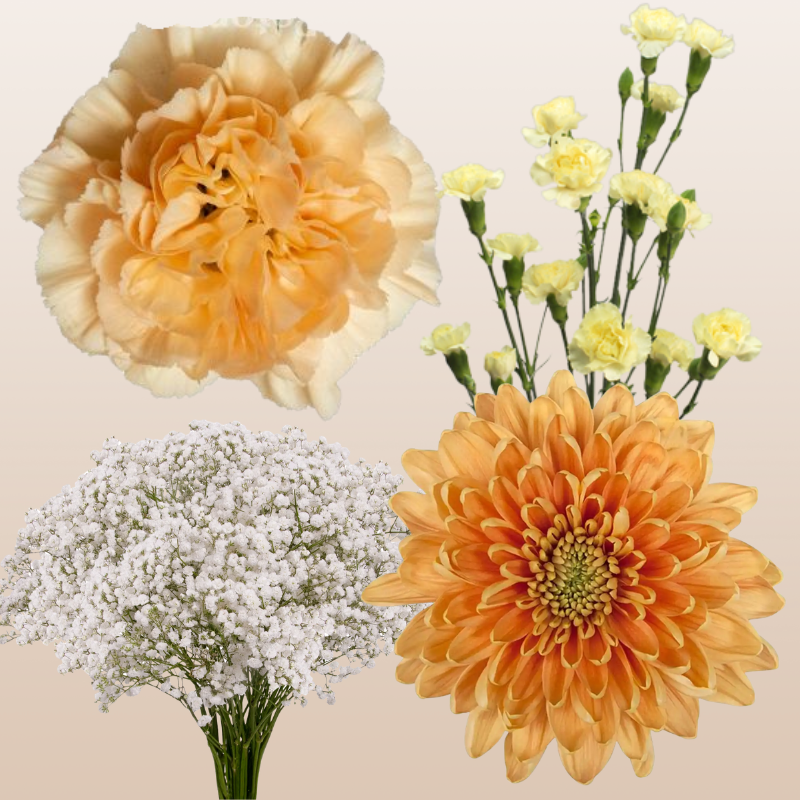 DIY Floral Combo Box #6 -Babys Breath, Minami Carnations, Mini Carns & Cremons -PK 116 Stems.