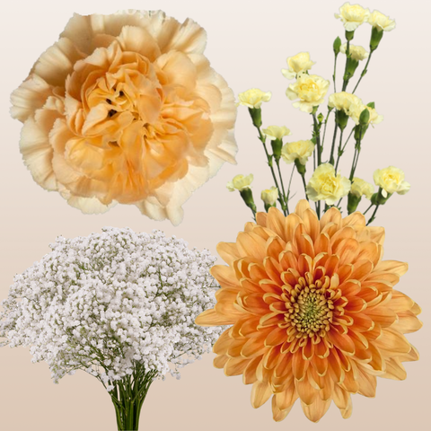 DIY Floral Combo Box #6 -Babys Breath, Minami Carnations, Mini Carns & Cremons -PK 116 Stems.