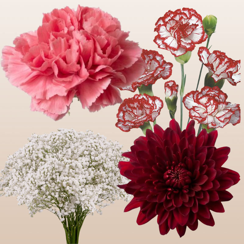 DIY Floral Combo Box #6 -Babys Breath, Minami Carnations, Mini Carns & Cremons -PK 116 Stems.