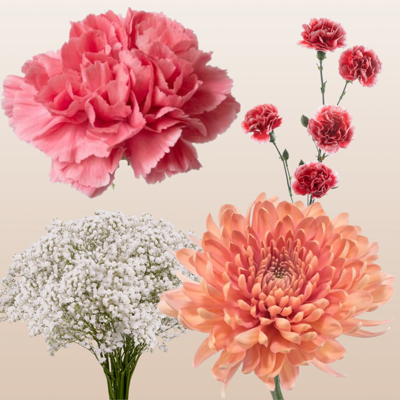 DIY Floral Combo Box #6 -Babys Breath, Minami Carnations, Mini Carns & Cremons -PK 116 Stems.