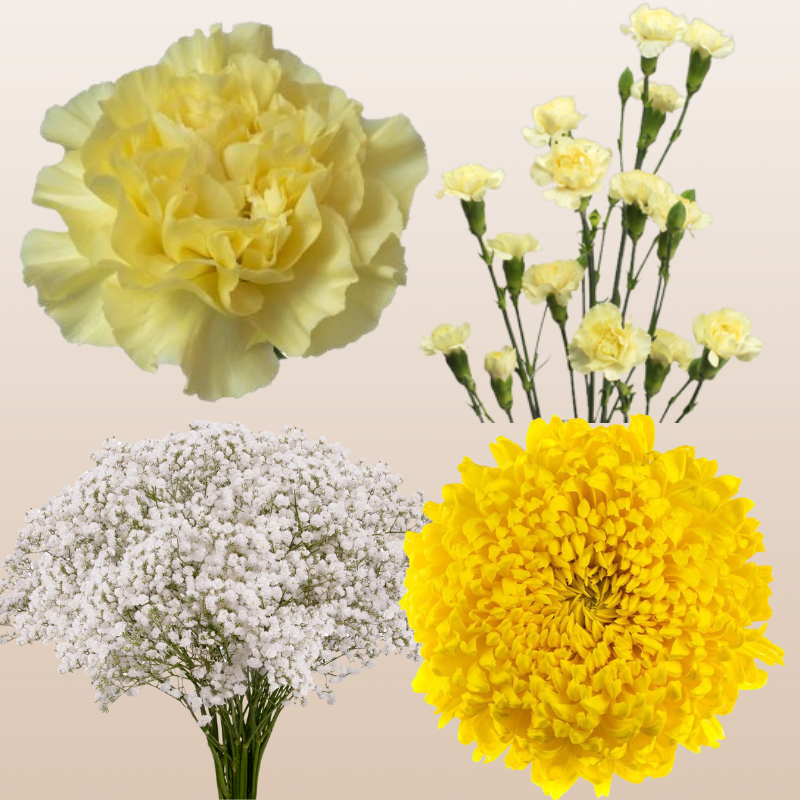 DIY Floral Combo Box #6 -Babys Breath, Minami Carnations, Mini Carns & Cremons -PK 116 Stems.