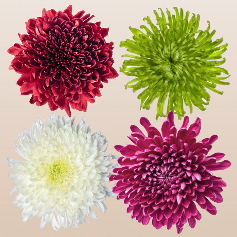 Chrysanthemum Basic Assorted