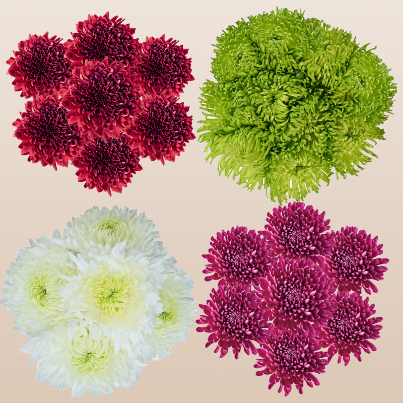 Chrysanthemum Basic Assorted