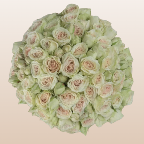 Green Rosever Spray Roses