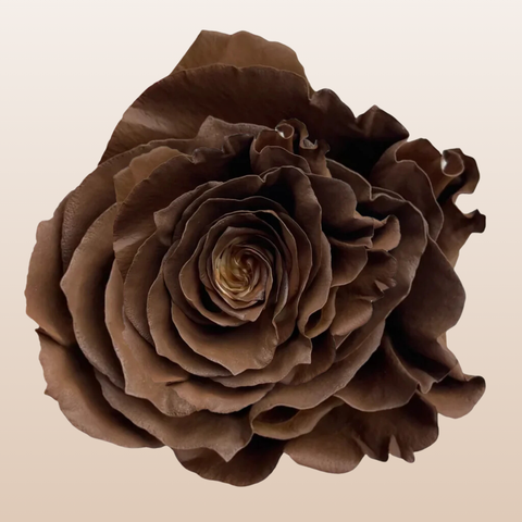 Dark Chocolate Tinted Roses