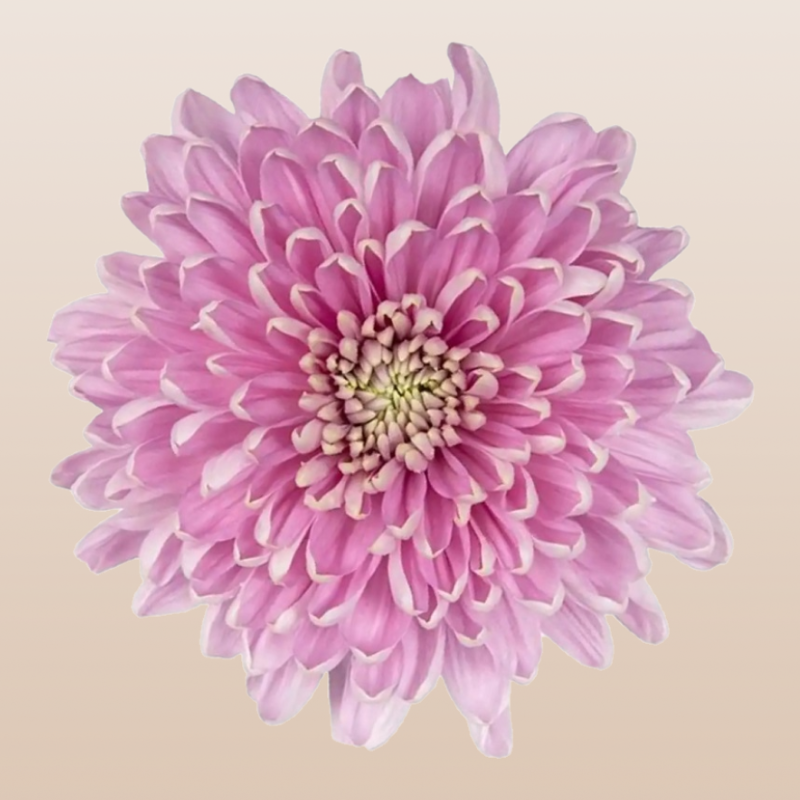 Chrysanthemum Pink Dark Rossano