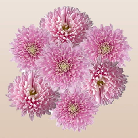 Chrysanthemum Pink Dark Rossano