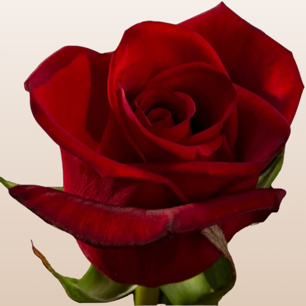 Black Magic Roses