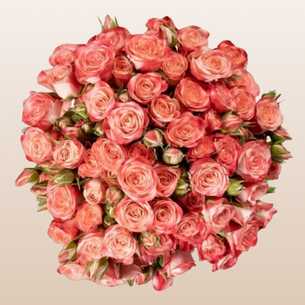 Fibonacci Spiral Bicolor Spray Roses