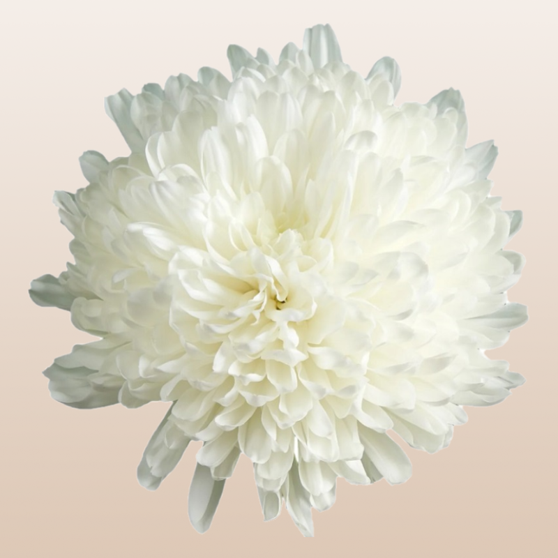 Chrysanthemum White Gagarin