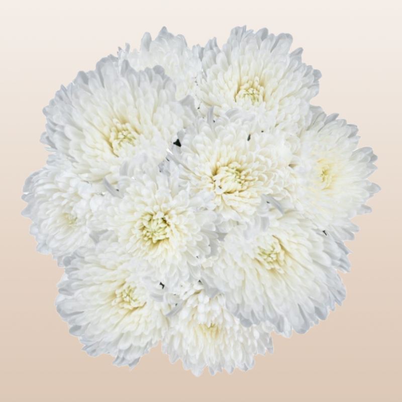 Chrysanthemum White Gagarin