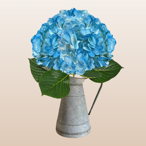 Hydrangeas Tinted  Light Blue