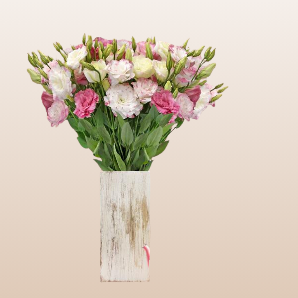 Lisianthus Bicolor Pink