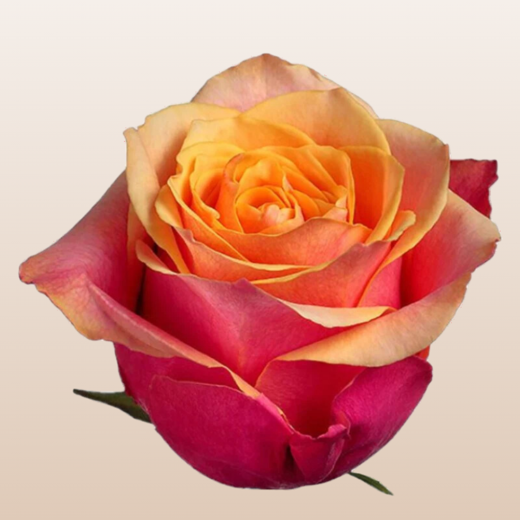 Cherry Brand Roses