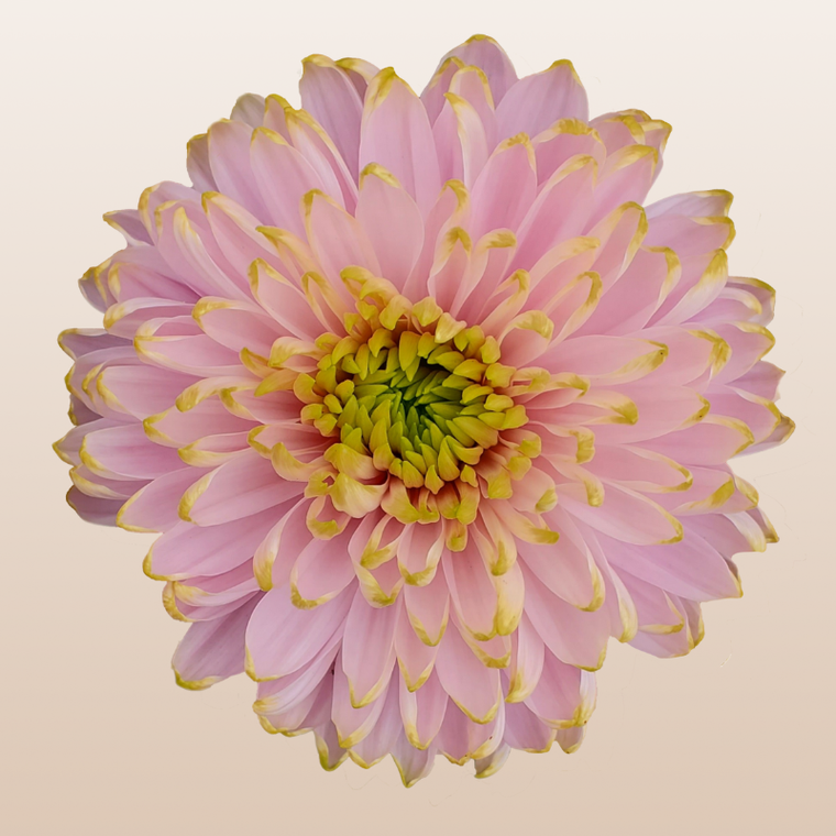 Chrysanthemum Pink Rossano Charlotte