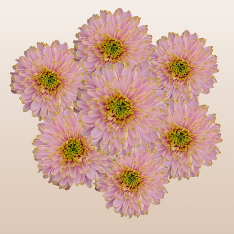 Chrysanthemum Pink Rossano Charlotte