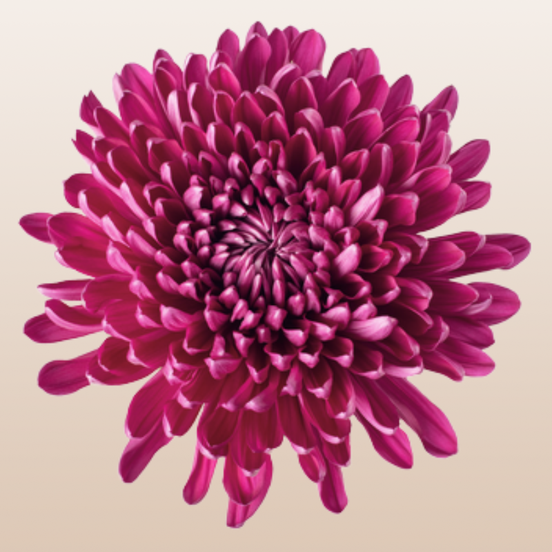 Chrysanthemum Purple Andrea