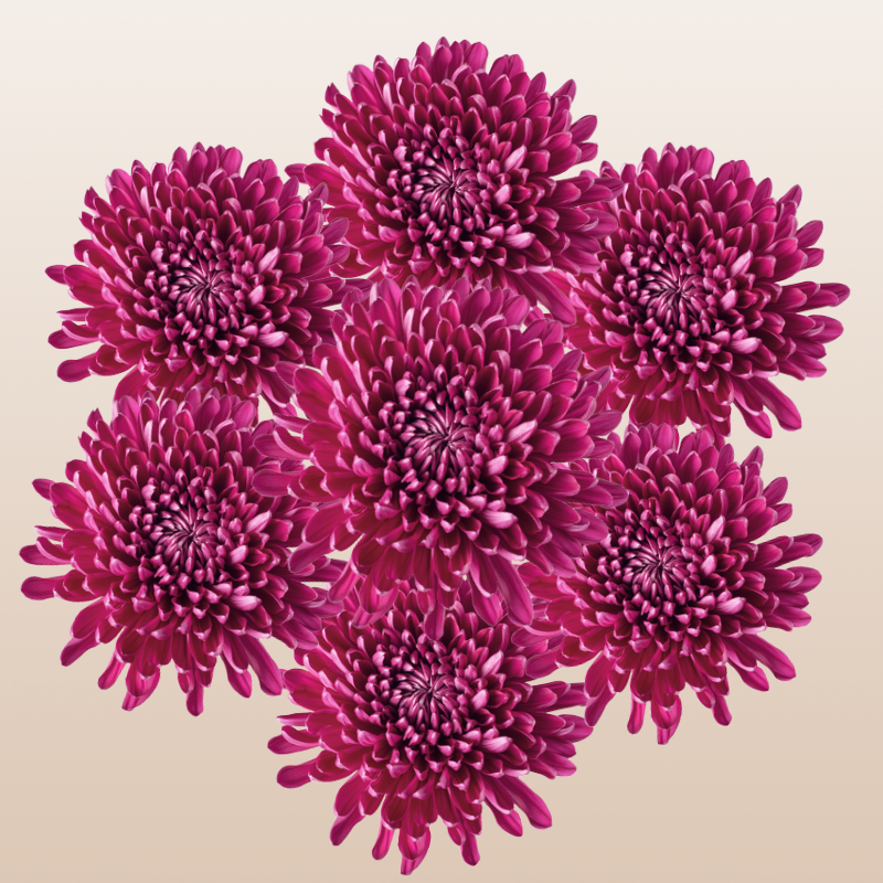 Chrysanthemum Purple Andrea