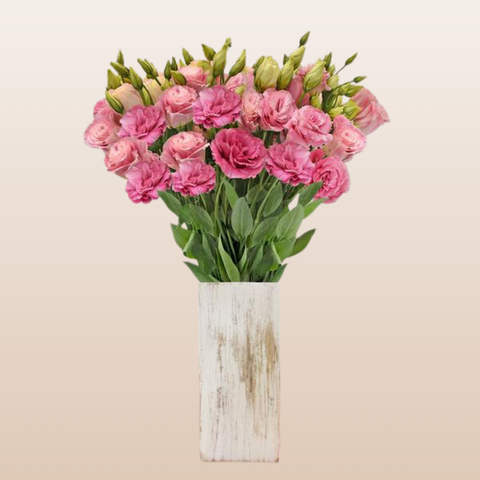 Lisianthus Extra Pink