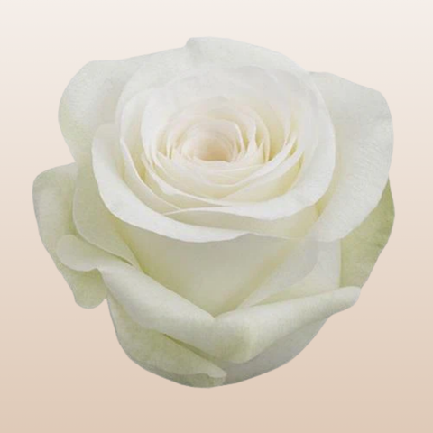 Alba Roses
