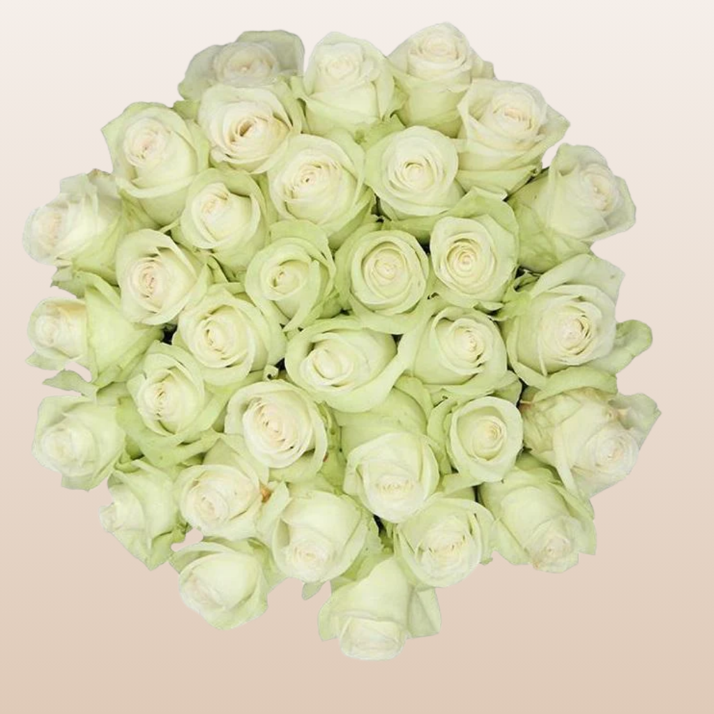 Alba Roses
