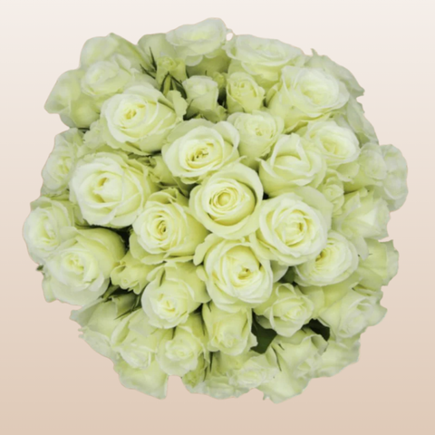 Alma White Spray Roses
