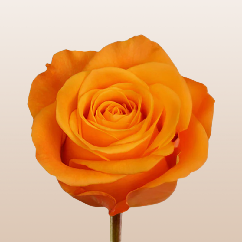 Fresh Aloha Orange roses with vibrant orange blooms harvested in Ecuador for florists, weddings, and floral arrangements.