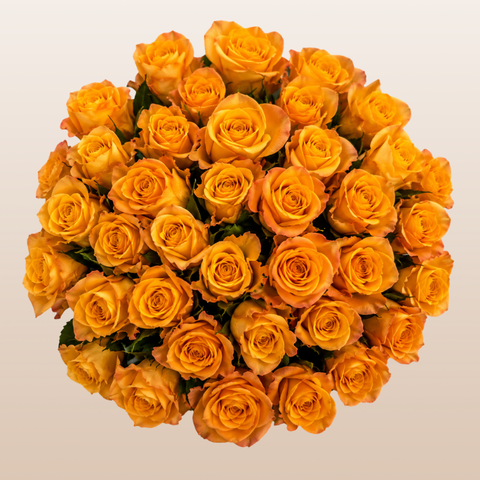 Fresh Aloha Orange roses with vibrant orange blooms harvested in Ecuador for florists, weddings, and floral arrangements.