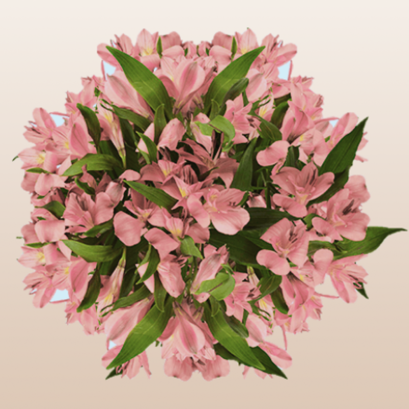 Alstroemeria Coral