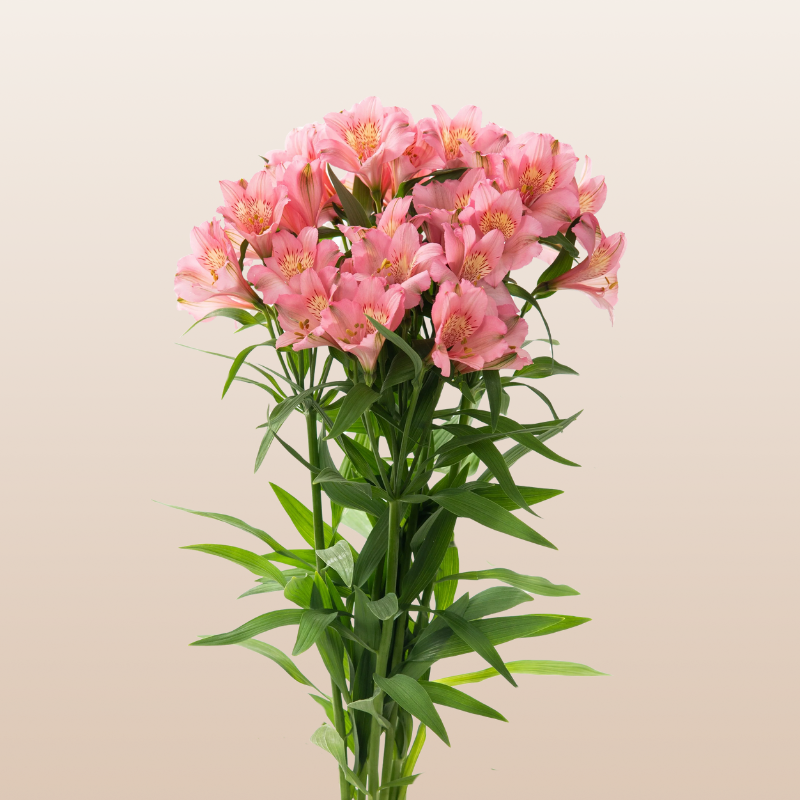 Alstroemeria Coral