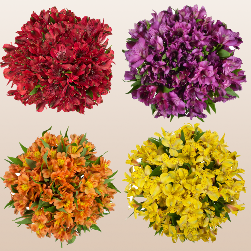 Alstroemeria Fall Mix