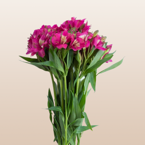 Alstroemeria Hot Pink