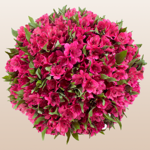 Alstroemeria Hot Pink