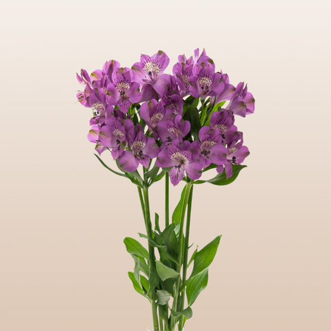 Alstroemeria Lavender