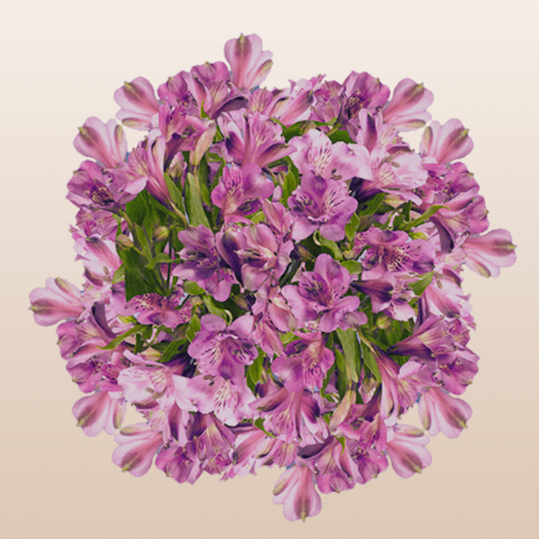Alstroemeria Lavender