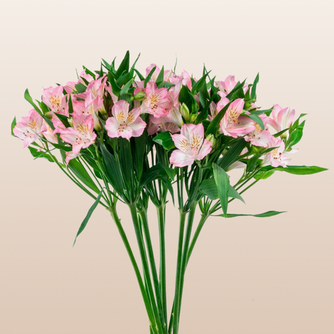 Alstroemeria Light Pink
