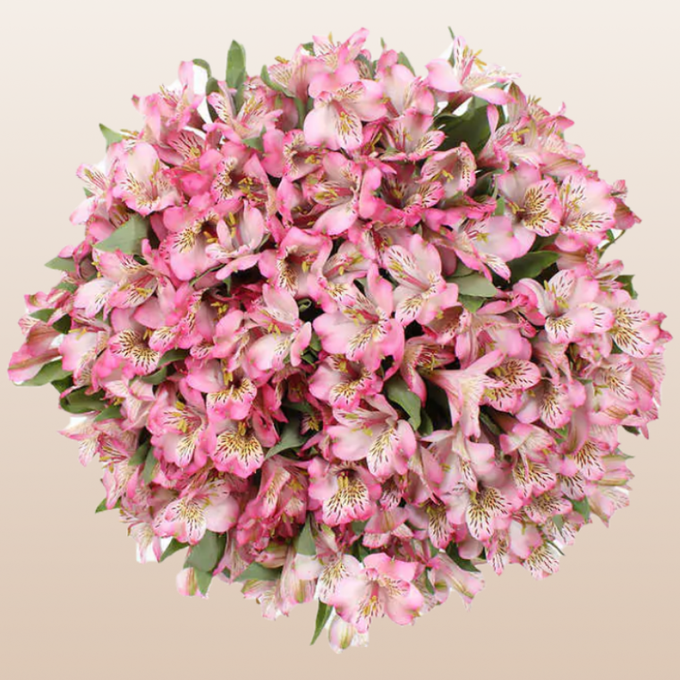 Alstroemeria Light Pink