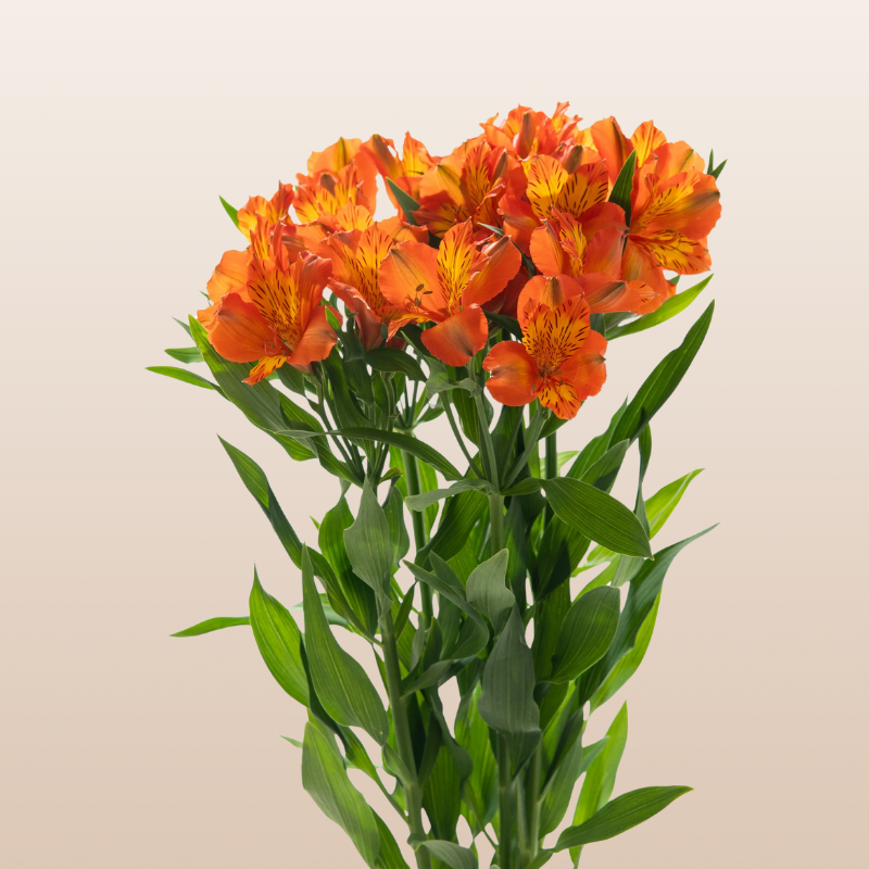 Alstroemeria Orange